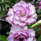 19usd ngryise 50pcs Beautiful white with purple edges seed