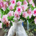 19usd Ngryise 50Pcs A Set  double petal desert rose seed