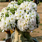 19usd Ngryise 50Pcs A Set  Beautiful white desert rose seed