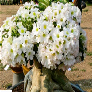 19usd Ngryise 50Pcs A Set  Beautiful white desert rose seed