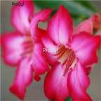 19usd Ngryise 50Pcs A Set light purple desert rose seed