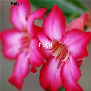 19usd Ngryise 50Pcs A Set light purple desert rose seed