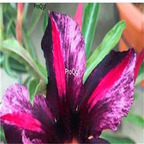 19usd ngryise 50pcs desert rose Japanese Red Mis Black seed
