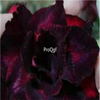 19usd ngryise 50pcs True Rare Crimson desert rose seed