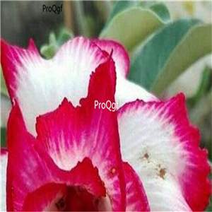19usd Ngryise 50Pcs A Set White Petals red desert rose seed