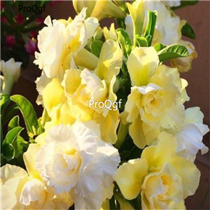 19usd ngryise 50pcs Unique yellow desert rose seed