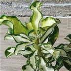 19usd ngryise 50pcs True Thailand Rare grafted desert rose seed
