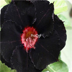 19usd ngryise 50pcs True Unique Black desert rose seed