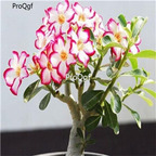 19usd Ngryise 50Pcs A Set classic desert rose seed