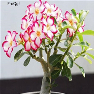 19usd Ngryise 50Pcs A Set classic desert rose seed