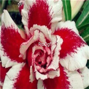 19usd Ngryise 50Pcs A Set red white stripe desert rose seed