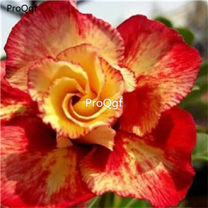 19usd Ngryise 50Pcs A Set classic red yellow stripe desert rose seed