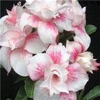 19usd ngryise 50pcs Unique Light Pink Double desert rose seed