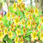 19usd ngryise 50pcs Swaziland Princess Sabi Star Gemini desert rose seed