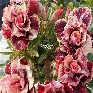 19usd ngryise 50pcs New breed Thailand grafted double desert rose seed