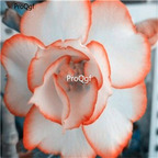 19usd ngryise 50pcs new rare White with champion edge desert rose seed