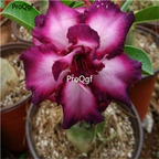 19usd ngryise 50pcs new rare Purple Angel  desert rose seed