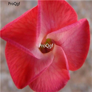 19usd Ngryise 50Pcs A Set new rare devil red desert rose seed