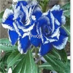 19usd Ngryise 50Pcs A Set new rare blue white stripe desert roseseed