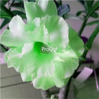 19usd ngryise 50pcs Bright Green desert rose seed