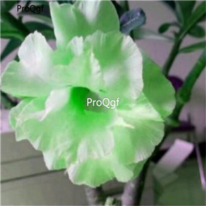 19usd ngryise 50pcs Bright Green desert rose seed