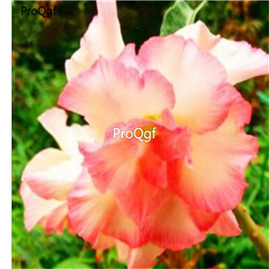 19usd Ngryise 50Pcs A Set  bright white with pink edge desert rose seed