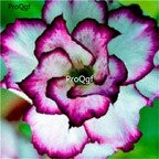 19usd Ngryise 50Pcs A Set  white with purple edge desert rose seed
