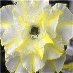 19usd Ngryise 50Pcs A Set  white with yellow edge desert rose seed