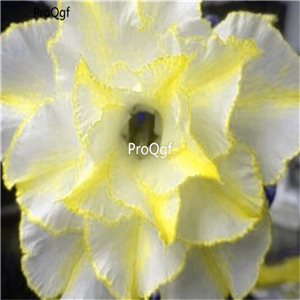 19usd Ngryise 50Pcs A Set  white with yellow edge desert rose seed