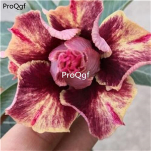 19usd ngryise 50pcs Golden Blood Red desert rose seed