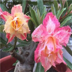 19usd ngryise 50pcs Middle Colorful Grafting desert rose seed