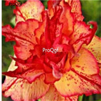 19usd ngryise 50pcs  Golden Catch Gold Red desert rose seed