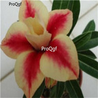 19usd ngryise 50pcs rare Peach Crispy Noodles desert rose seed
