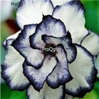 19usd Ngryise 50Pcs A Set Black White desert rose seed