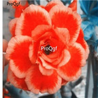 19usd Ngryise 50Pcs A Set  orange with beige edge desert rose seed