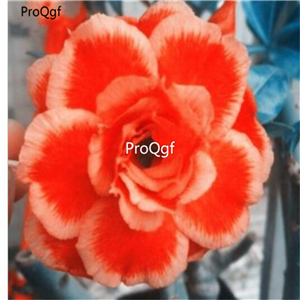 19usd Ngryise 50Pcs A Set  orange with beige edge desert rose seed