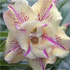 19usd Ngryise 50Pcs A Set Beige purple stripe desert rose seed