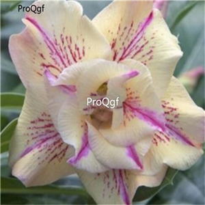 19usd Ngryise 50Pcs A Set Beige purple stripe desert rose seed