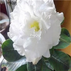 19usd Ngryise 50Pcs A Set  pure angel white desert rose seed