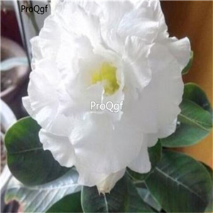 19usd Ngryise 50Pcs A Set  pure angel white desert rose seed