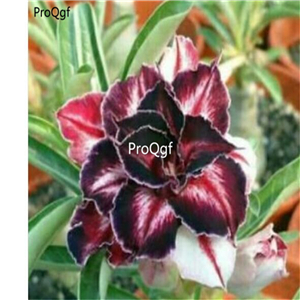 19usd Ngryise 50Pcs A Set demon brown desert rose seed