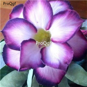 19usd Ngryise 50Pcs A Set  white purple double desert rose seed