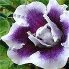 19usd Ngryise 50Pcs A Set purple with white edge desert rose seed