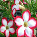 19usd Ngryise 50Pcs A Set white with red edge rose seed