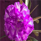 19usd Ngryise 50Pcs A Set double petal purple desert rose seed