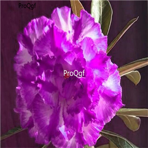19usd Ngryise 50Pcs A Set double petal purple desert rose seed