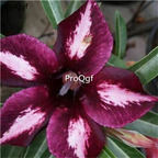19usd Ngryise 50Pcs A Set devil purple white desert rose seed