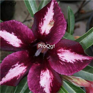 19usd Ngryise 50Pcs A Set devil purple white desert rose seed