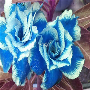 19usd ngryise Ngryise 50Pcs A Set skyblue white stripe desert rose seed