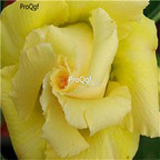 19usd Ngryise 50Pcs A Set light yellow desert rose seed